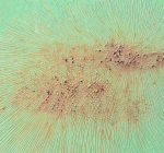 Czy odplamiacze uniwersalne działają na wszystko?