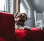 Jak usuwać sierść z dywanu?