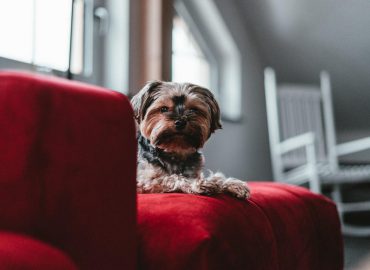 Jak usuwać sierść z dywanu?